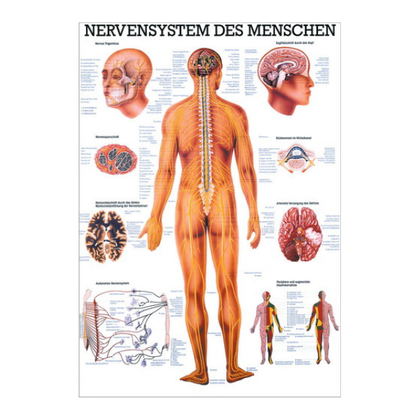 Lehrtafel "Nervensystem des Menschen" L