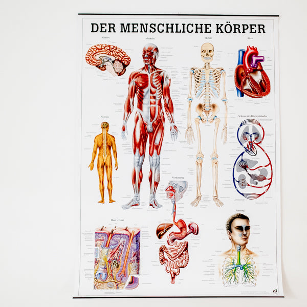 Lehrtafel "Der menschliche Körper" M