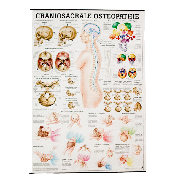 Cranio Sacral Starter Bundle