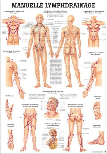 Lehrtafel "Manuelle Lymphdrainage" M