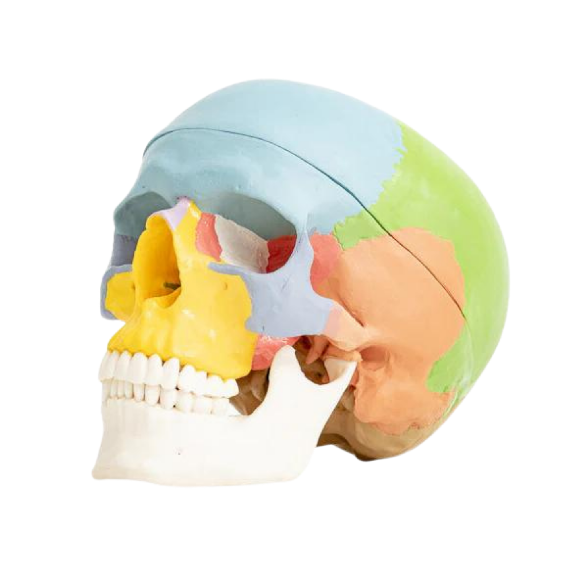 Cranio Sacral Practitioner Bundle