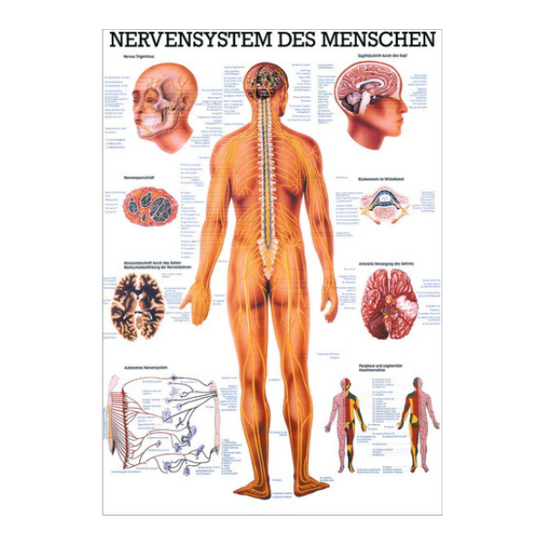 Lehrtafel "Nervensystem des Menschen" XL