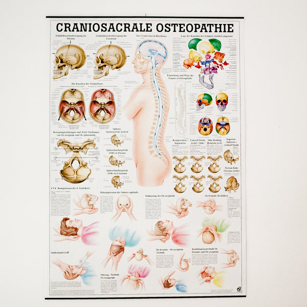 Lehrtafel "Craniosacrale Osteopathie" M