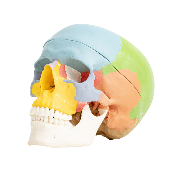 Cranio Sacral Practitioner Bundle