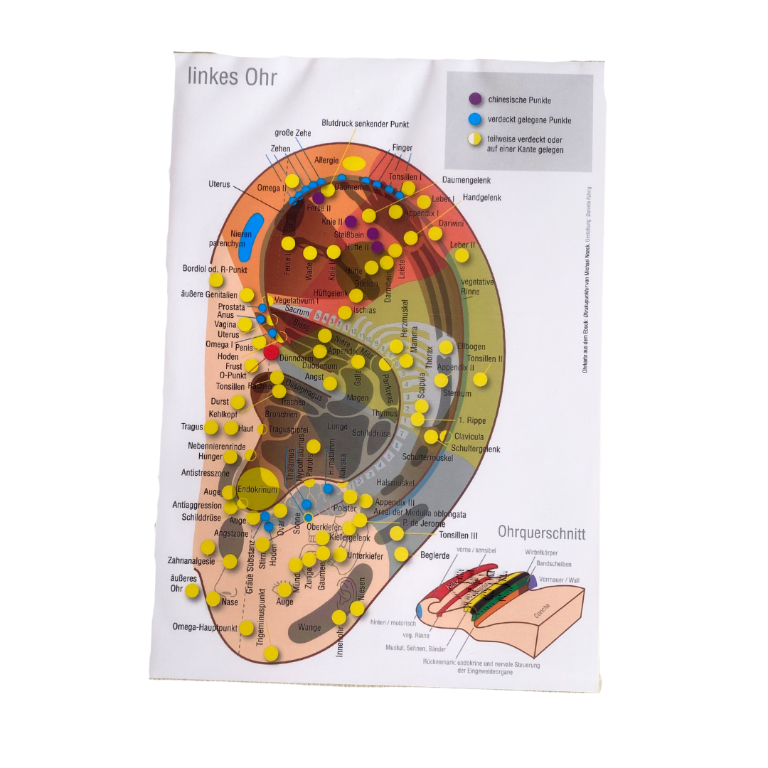 Ohrkarte rechtes und linkes Ohr nach M. Noack