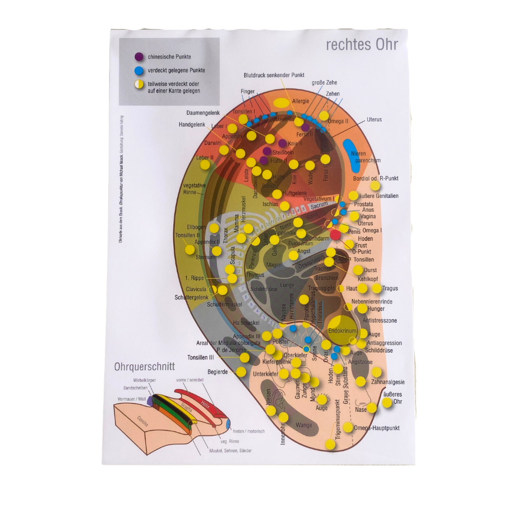 Ohrkarte rechtes und linkes Ohr nach M. Noack